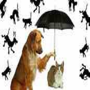 Episode 227-Its raining cats and dogs