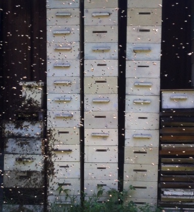 It’s Swarm Season!