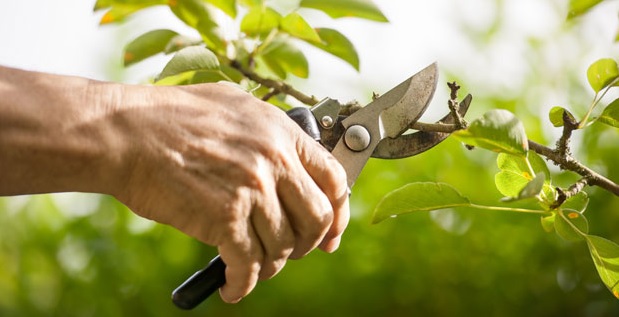 Pruning and Priorities (5EB-18)