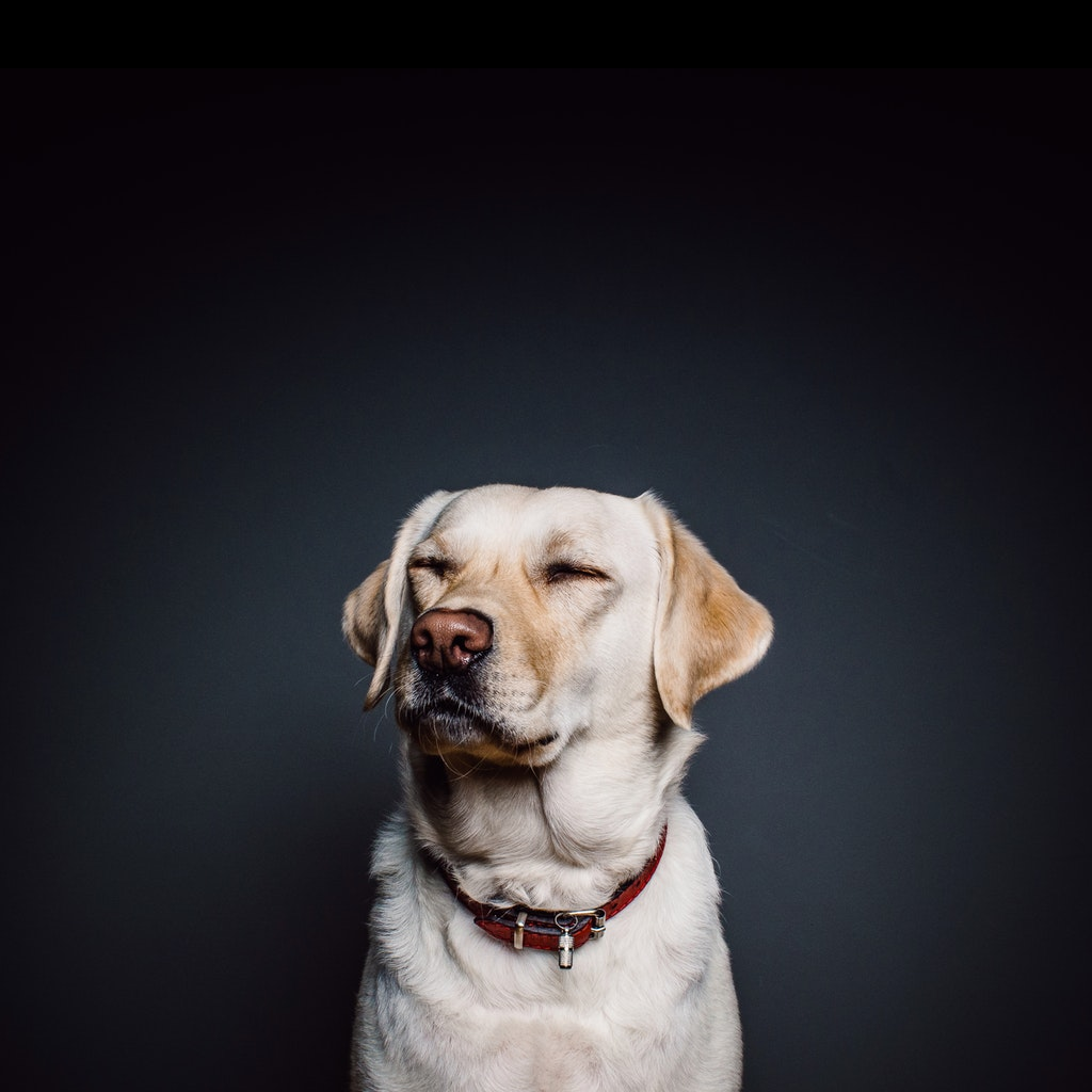 Man's Best Friend Has Become an Idol
