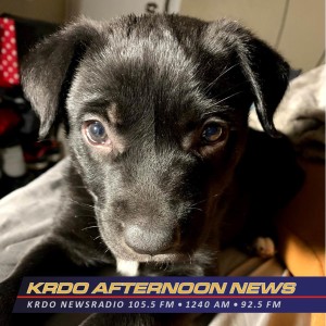 Bob has a Forever Home!  KRDO's Afternoon News with Ted Robertson - Humane Society - December 27, 2019