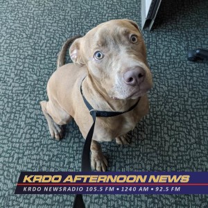 Bohdi | Our Pet of the Week - KRDO's Afternoon News with Ted Robertson - Kate Aviv - March 24, 2020