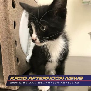 Meet Bozo! - KRDO's Afternon News with Ted Robertson - Pet of the Week - February 4, 2020