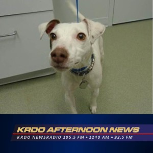 Pet of the Week - KRDO's Afternoon News with Ted Robertson - Kate Aviv - April 14, 2020