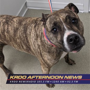 Meet Lilly Bean! - KRDO's Afternoon News with Ted Robertson - Pet of the Week with Kate Aviv - May 5, 2020