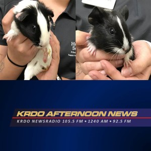 Pet of the Week - KRDO's Afternoon News with Ted Robertson - Kate Aviv - March 31, 2020