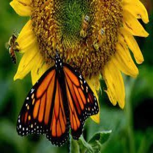 Manitou Pollinators - May 26, 2022 - The Extra with Shannon Brinias