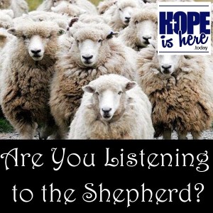 Are You Listening to the Shepherd?