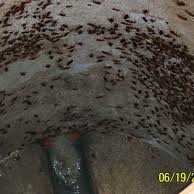 Spring Cleaning! Watch Roaches Run!