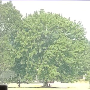 243: Unease of Being Green