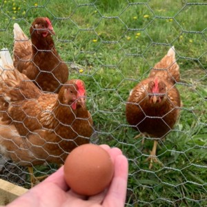 Episode 217 - A 6 egg day