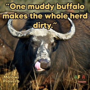 7 life lessons we can learn from African proverbs (One muddy buffalo makes the whole herd dirty)