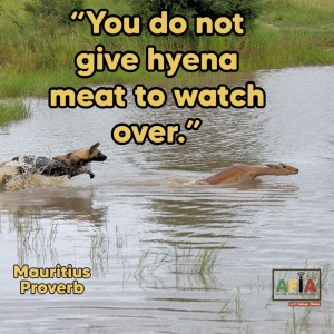 You do not give hyena meat to watch over | AFIA Podcast