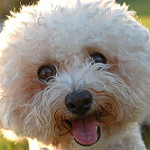 Pawsitively Wagging