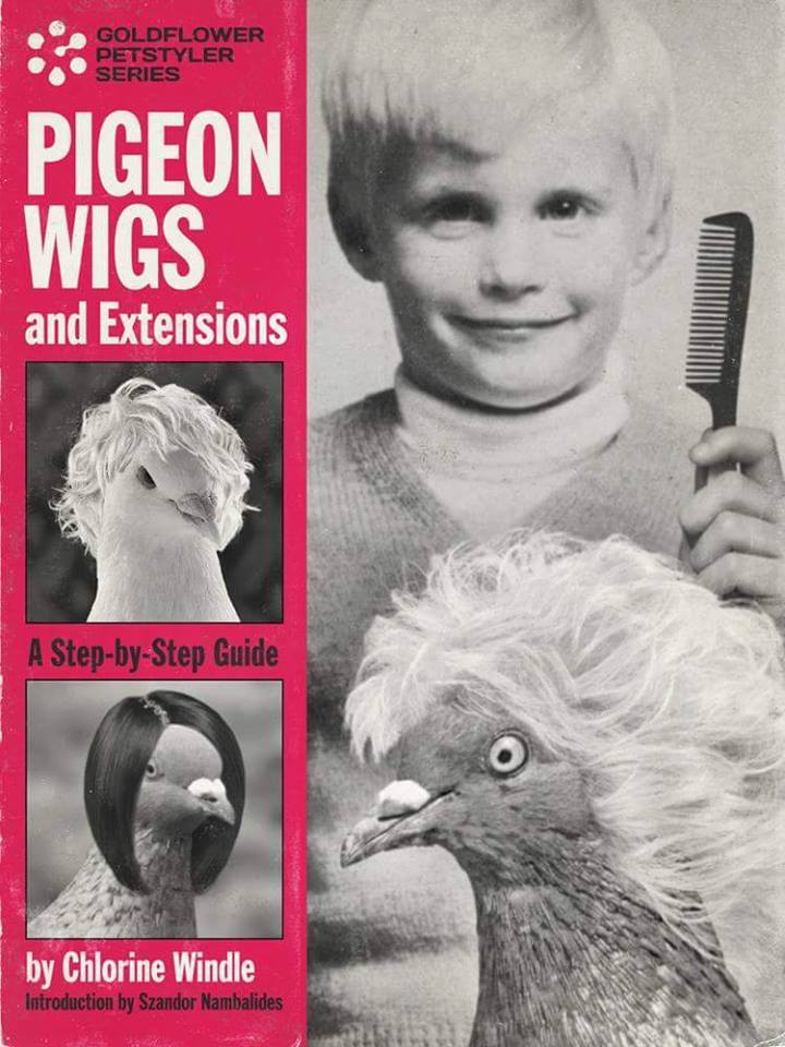Pigeon Wigs