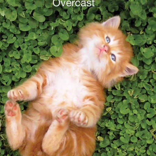 Cats are just as smart as Dogs