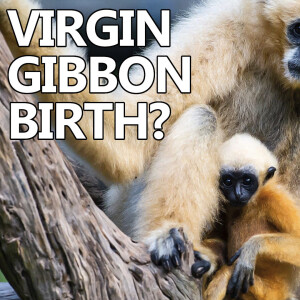 Gibbon Glory Hole - Episode #406