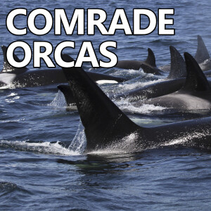 Secret Show #349 - Comrade Orcas