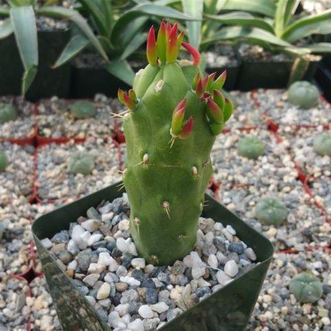 Live Succulent Plants
