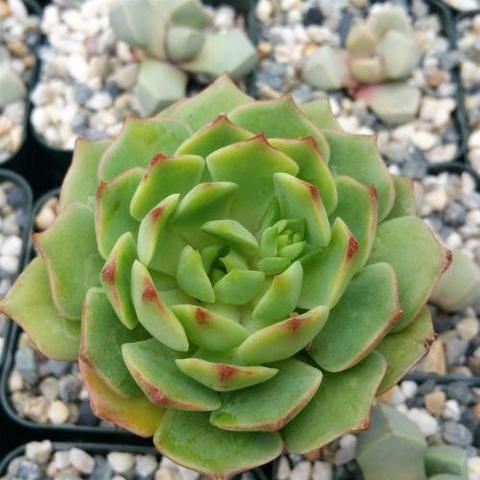 Buy Succulents Online