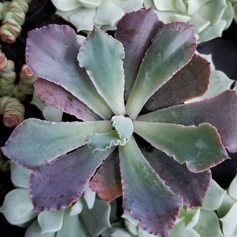 Unusual Cacti and Succulents