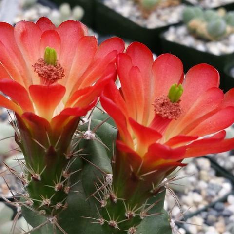 Indoor Cactus Plants for sale