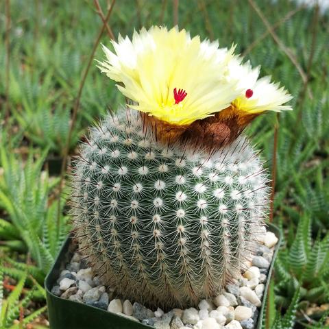 Unique Cactus for sale