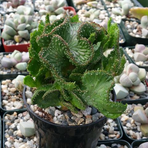 Succulent Plants for sale