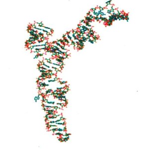 Tiny RNAs complicate life even further. Part 1