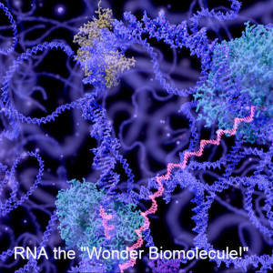 RNA the 