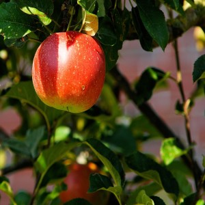 How reliable is the account of Adam and Eve?