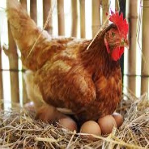 Which came 1st, the chicken or the egg? - And related questions.