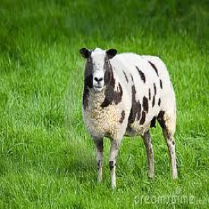 Speckled Sheep & Spotted Goats - Pastor Chris Okogwu