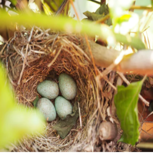 32. Birds do it!  Nesting...time to look with fresh eyes at our home