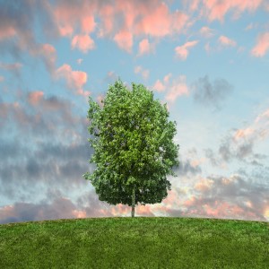 Episode 143: WokeNFree Storytime: Honored Tree