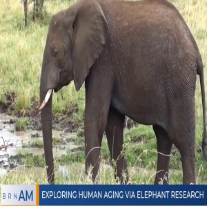 #BRNAM #1465 | Exploring Human Aging Via Elephant Research