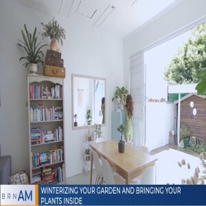 Winterizing your garden and bringing your plants inside