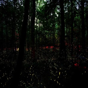 Synchronous Fireflies in the Smokies