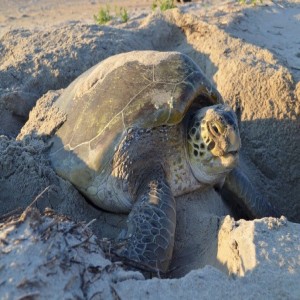 Sea Turtles of Cape Hatteras National Seashore
