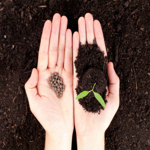 My Heartsongs Podcast #99 Coronavirus Part 15 What Seeds Are We Planting For The Future?