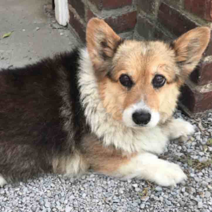Lost Corgi Goes Viral, But Old-Fashioned Fate Brings Him Home