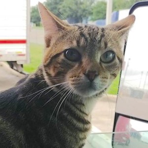 Frantic Trucker Miraculously Reunited With Cat Co-pilot After Posting Photo to Obscure Online Forum