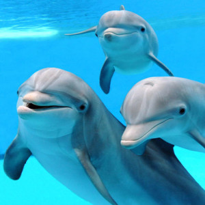 4: Dolphin