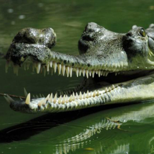 7: Gharial