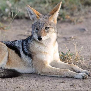 10: Jackal