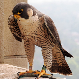 6: Falcon