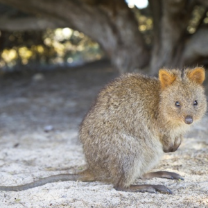 17: Quokka