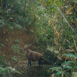 19: Saola