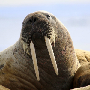 23: Walrus