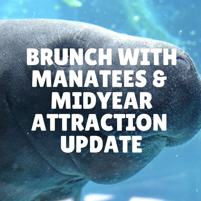 Brunch with Manatees & a Midyear attraction update